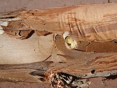 Anilara sp. Golden bronze, PL5622B, prepupa, in Melaleuca halmaturorum stem, SL, photo by A.M.P. Stolarski, pupal chamber in frass-filled larval tunnel exposed after removal of overlying bark, 7.1 × 2.7 mm